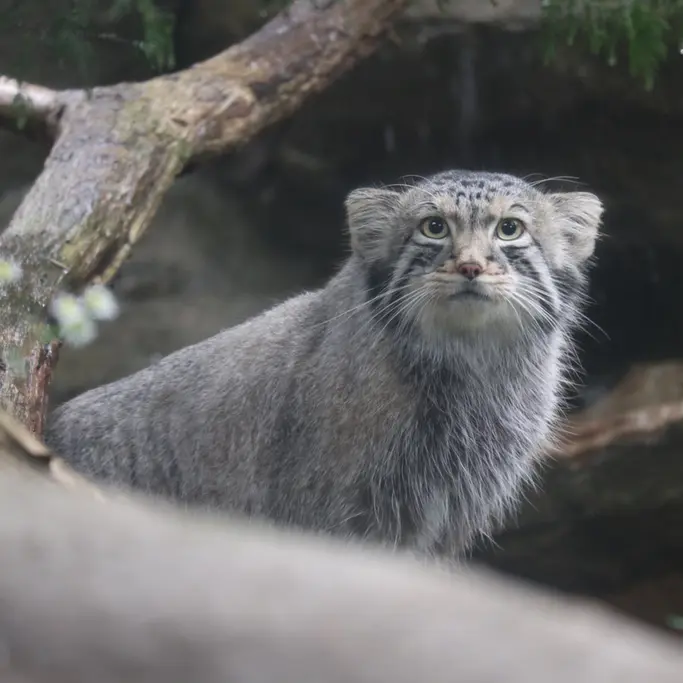 A photograph of Nagomu in Nasu Animal Kingdom