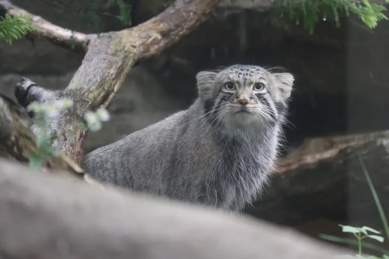 A photograph of Nagomu in Nasu Animal Kingdom