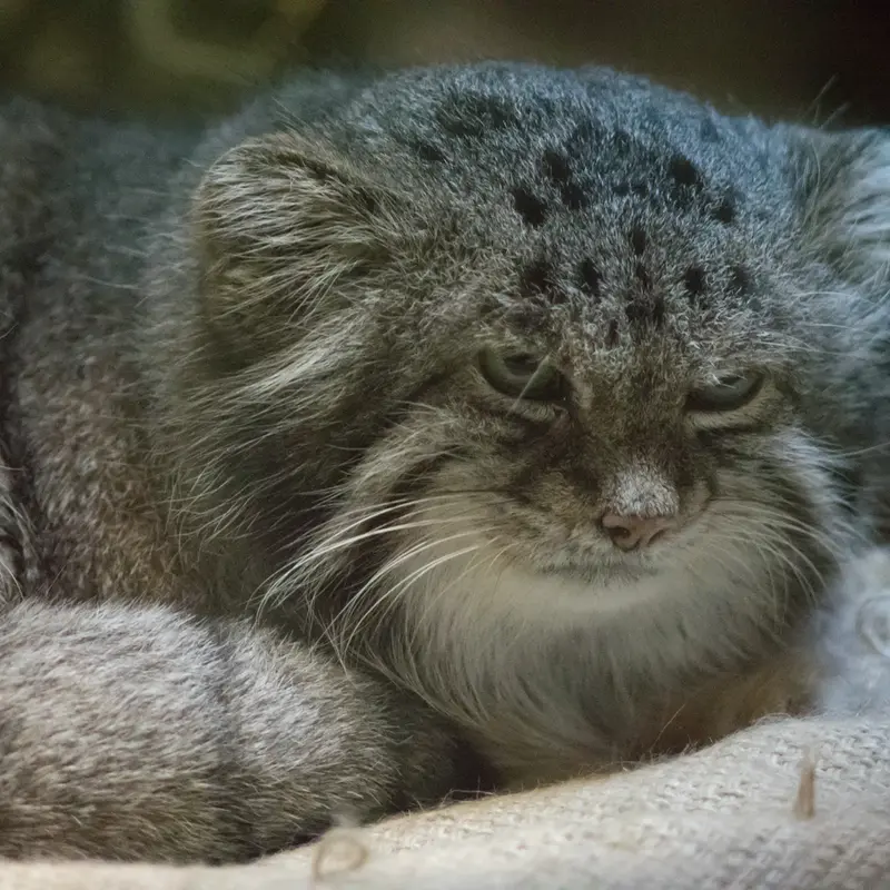 A photograph of Klyon in Ueno Zoological Gardens