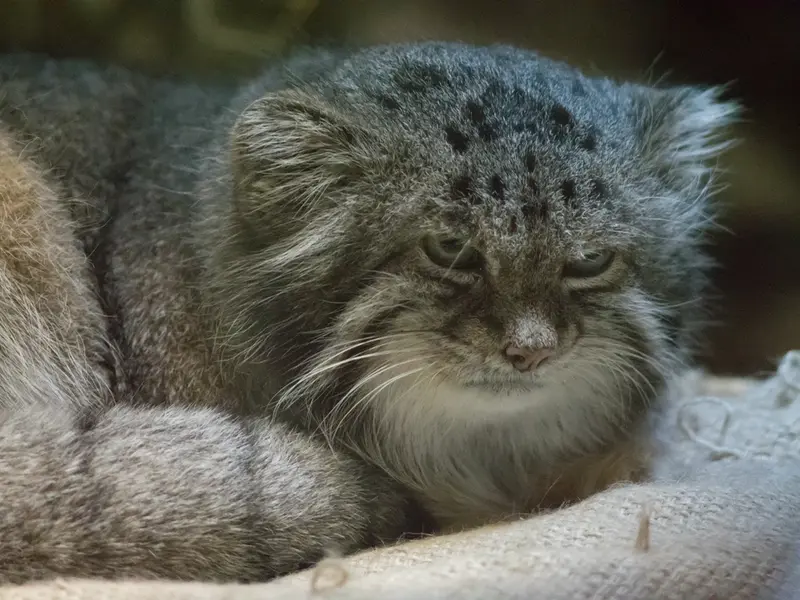 A photograph of Klyon in Ueno Zoological Gardens