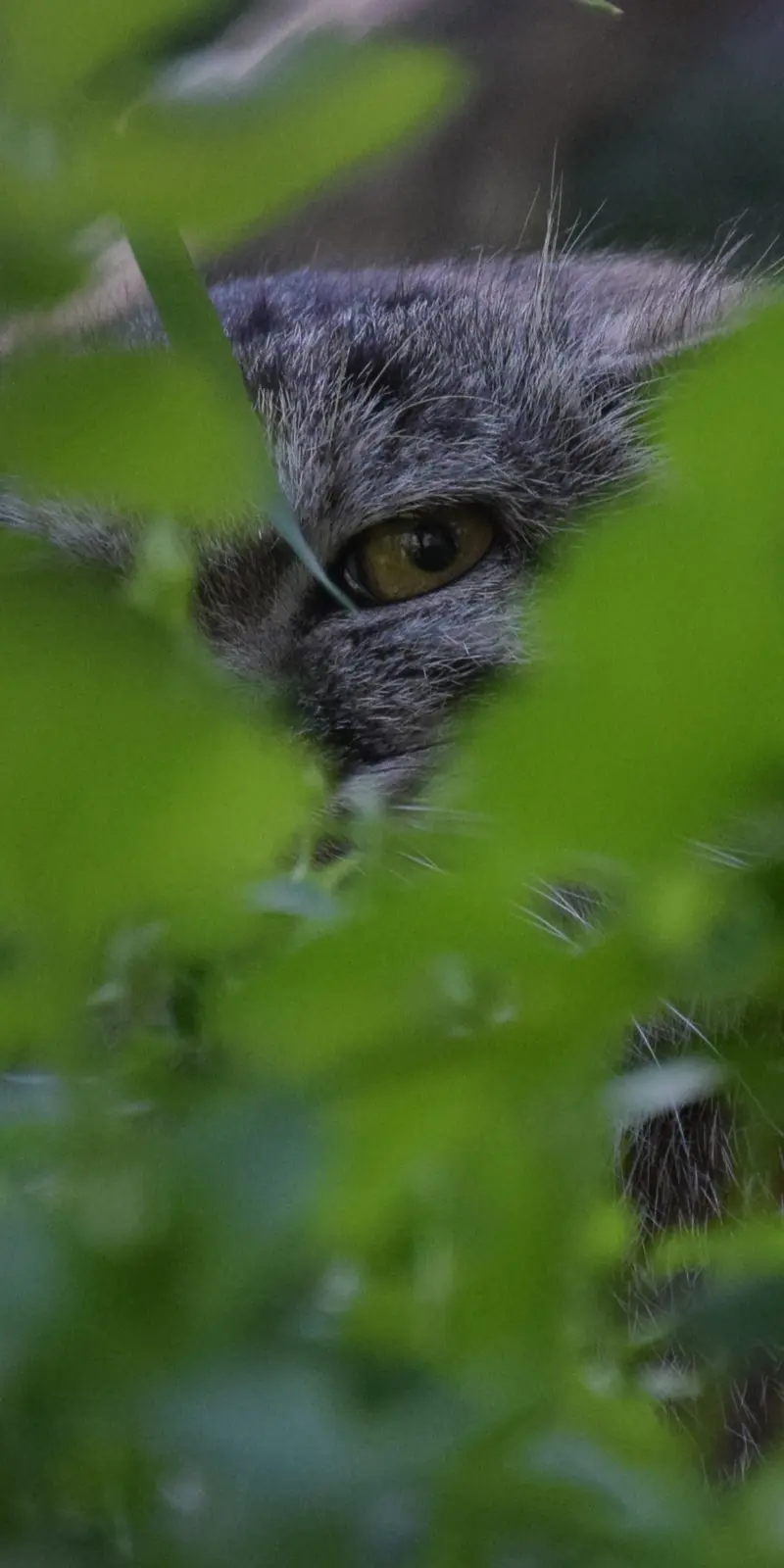 A photograph of Lucy in Budapest Zoo & Botanical Garden