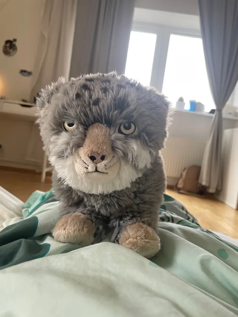 A photograph of a Pallas's cat