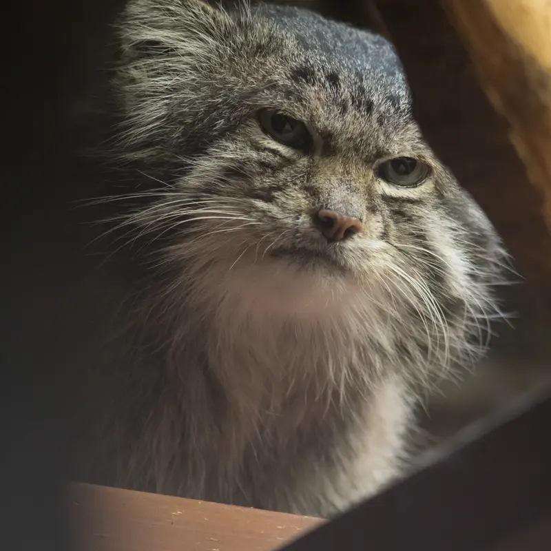 A photograph of Klyon in Ueno Zoological Gardens