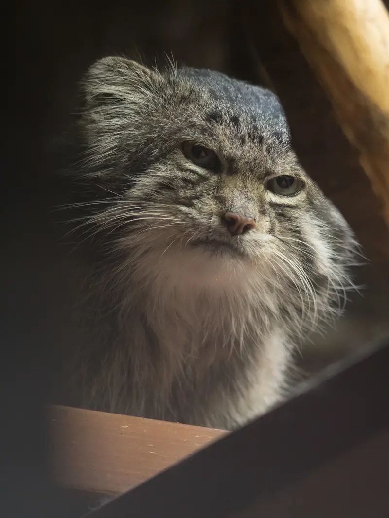 A photograph of Klyon in Ueno Zoological Gardens