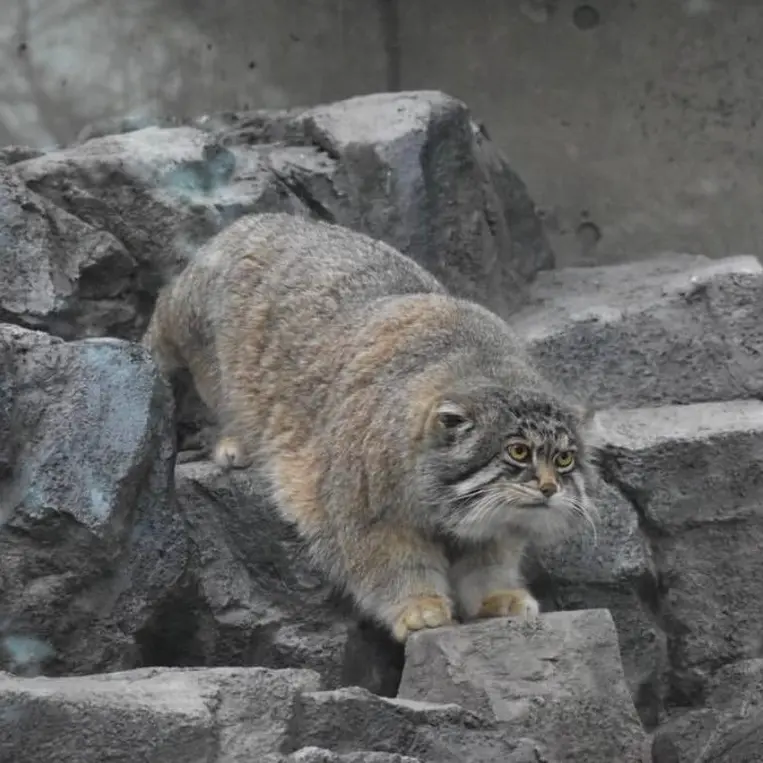 A photograph of Grusha in Asahiyama Zoo