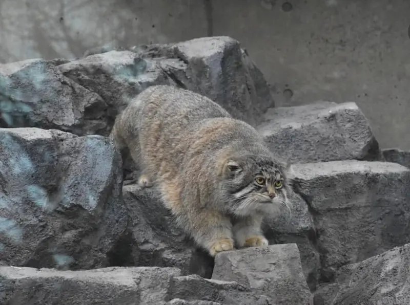 A photograph of Grusha in Asahiyama Zoo
