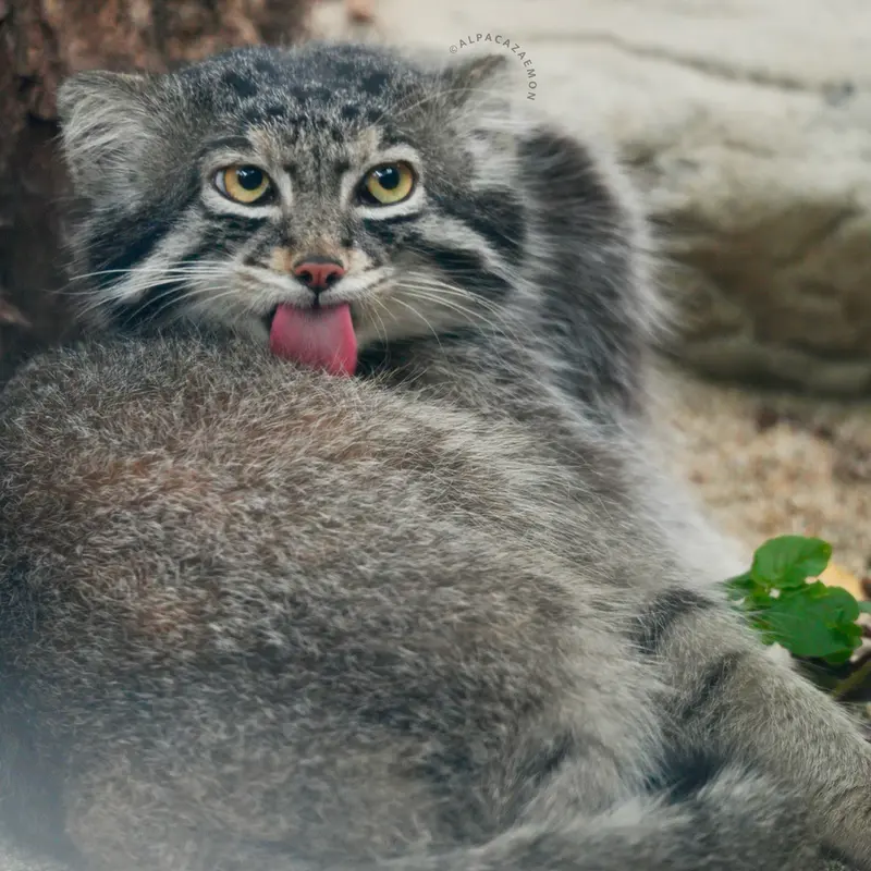 A photograph of Nar in Kobe Animal Kingdom