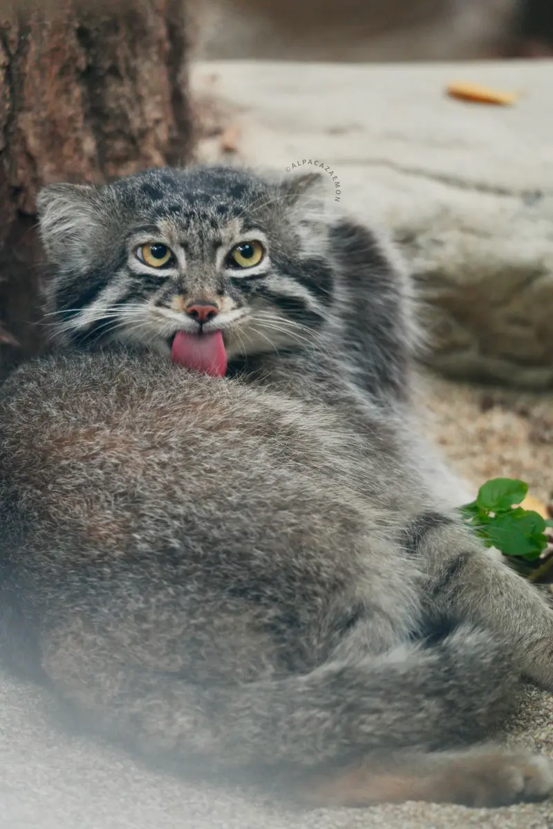 A photograph of Nar in Kobe Animal Kingdom