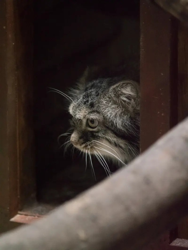 A photograph of Shafran in Ueno Zoological Gardens