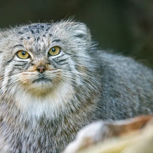 A photograph of Pluschi in Hellabrunn zoo
