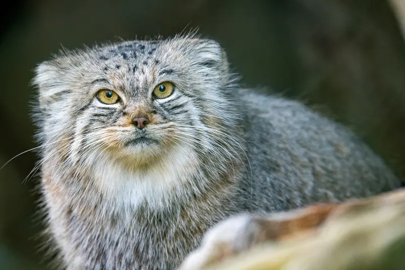 A photograph of Pluschi in Hellabrunn zoo