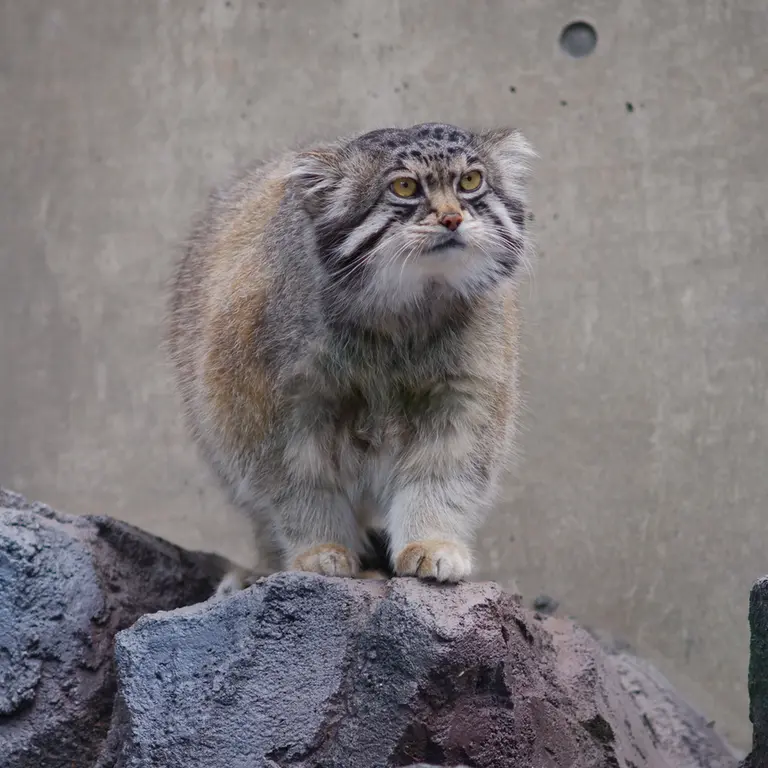 A photograph of Grusha in Asahiyama Zoo