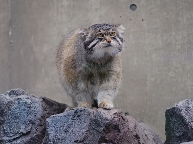 A photograph of Grusha in Asahiyama Zoo