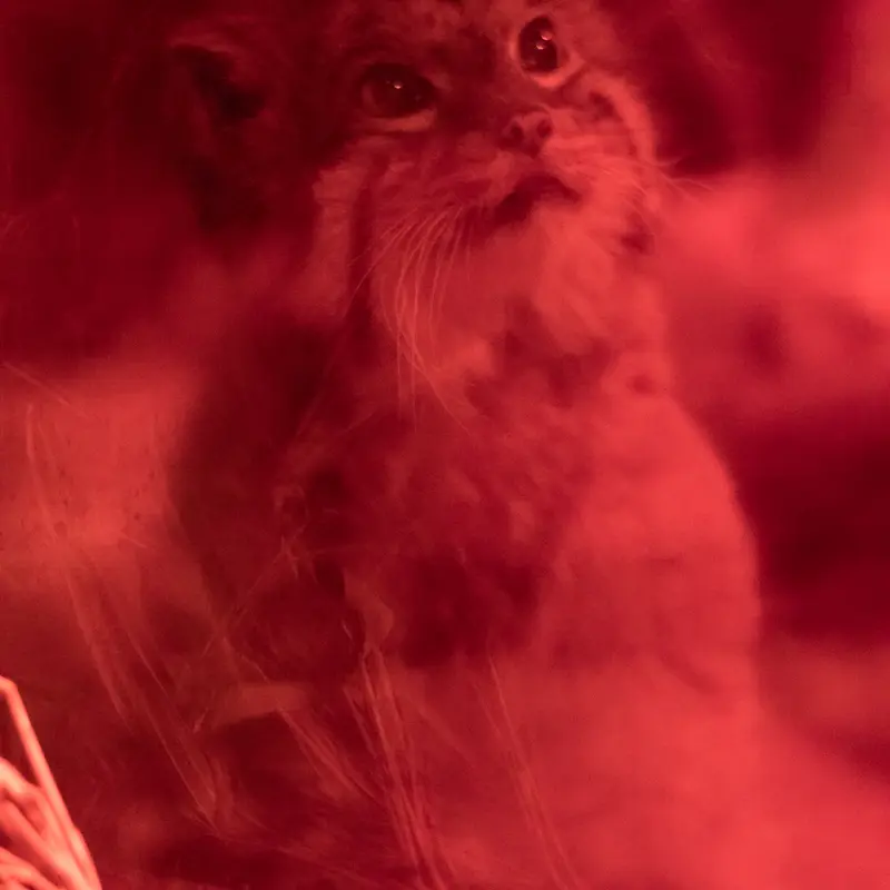 A photograph of Naim in Ueno Zoological Gardens