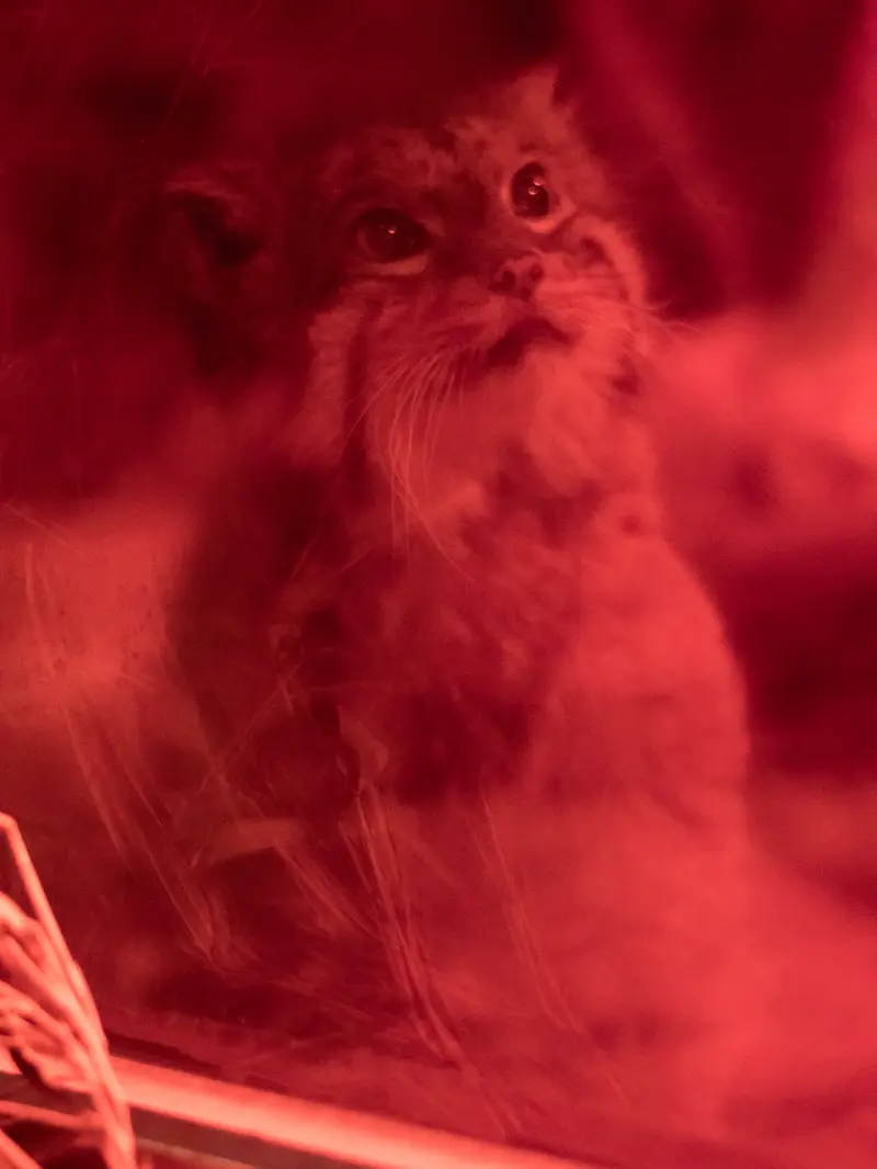 A photograph of Naim in Ueno Zoological Gardens