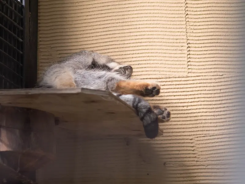 A photograph of Hide in Asahiyama Zoo