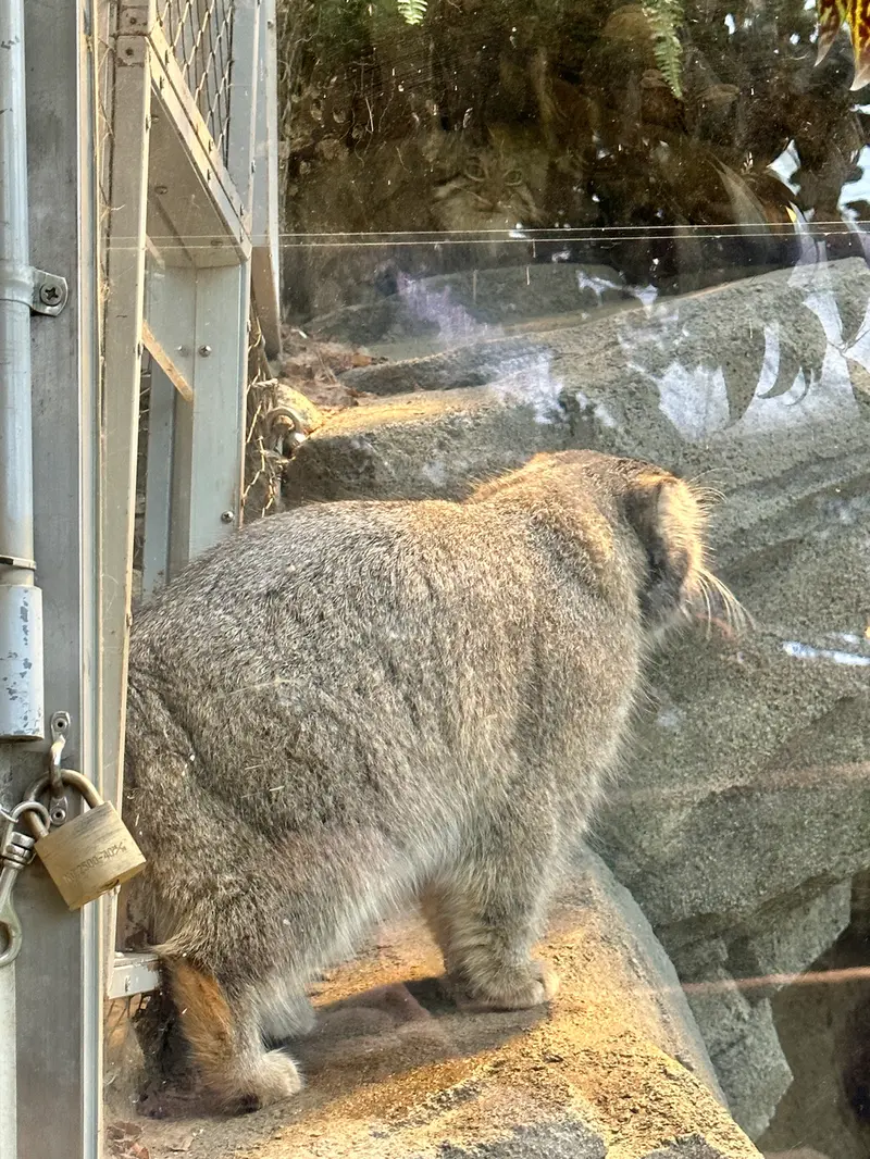 A photograph of Az and Nar in Kobe Animal Kingdom