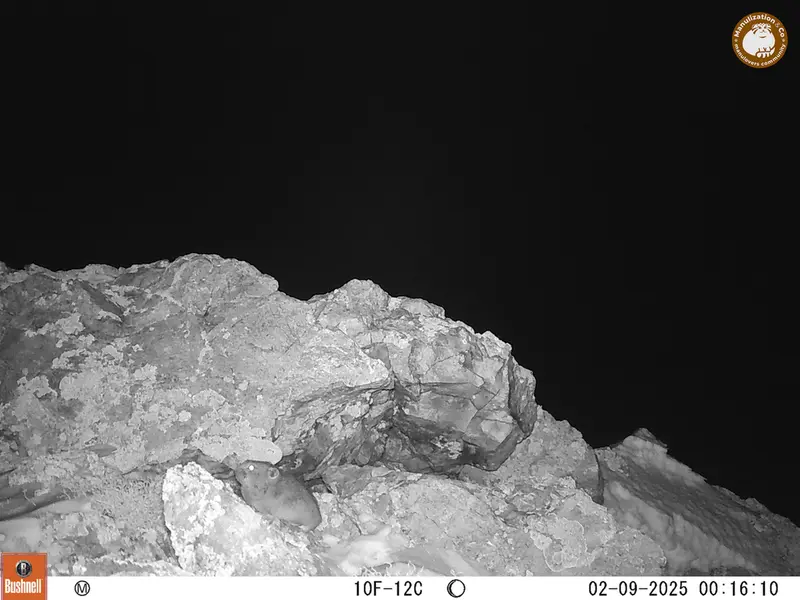 A photograph of Pika from Besshoky 1 camera trap