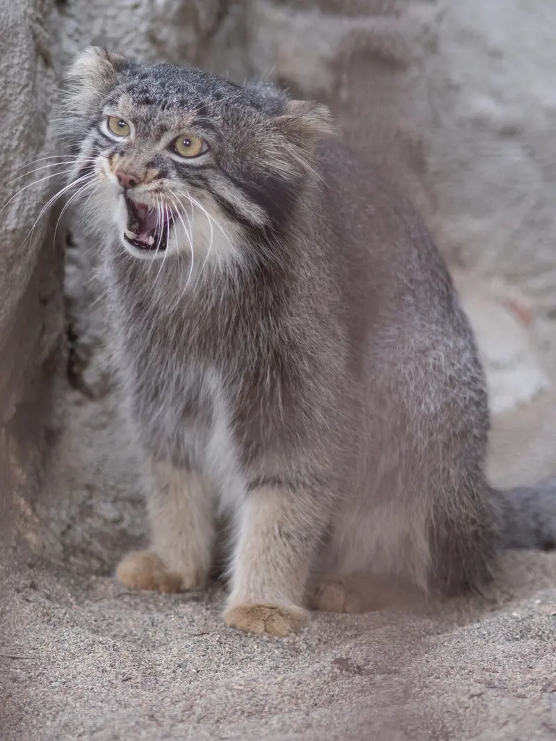 A photograph of Figa in Nogeyama Zoo