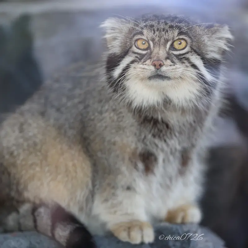 A photograph of Grusha in Asahiyama Zoo
