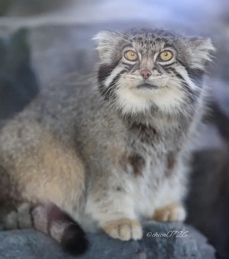 A photograph of Grusha in Asahiyama Zoo