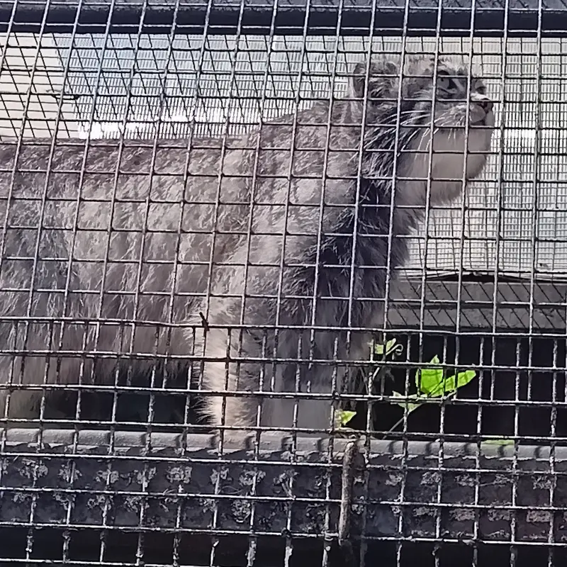 A photograph of Shu in Leningrad zoo