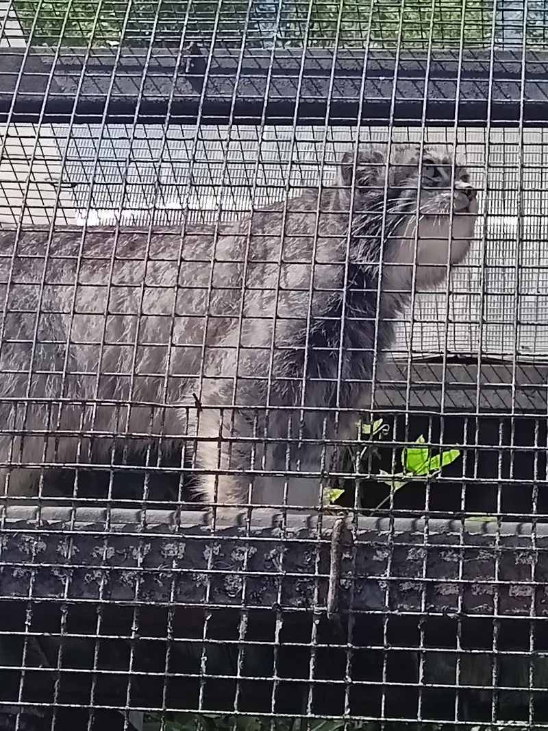 A photograph of Shu in Leningrad zoo