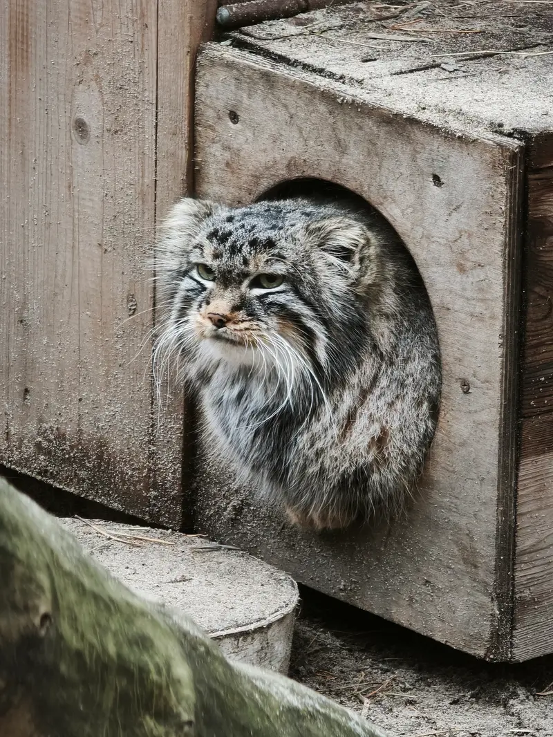 A photograph of Leon in Novosibirsk Zoo