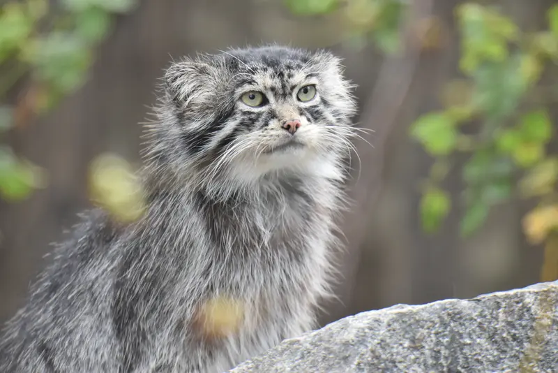 A photograph of Chengdu in Tierpark Berlin