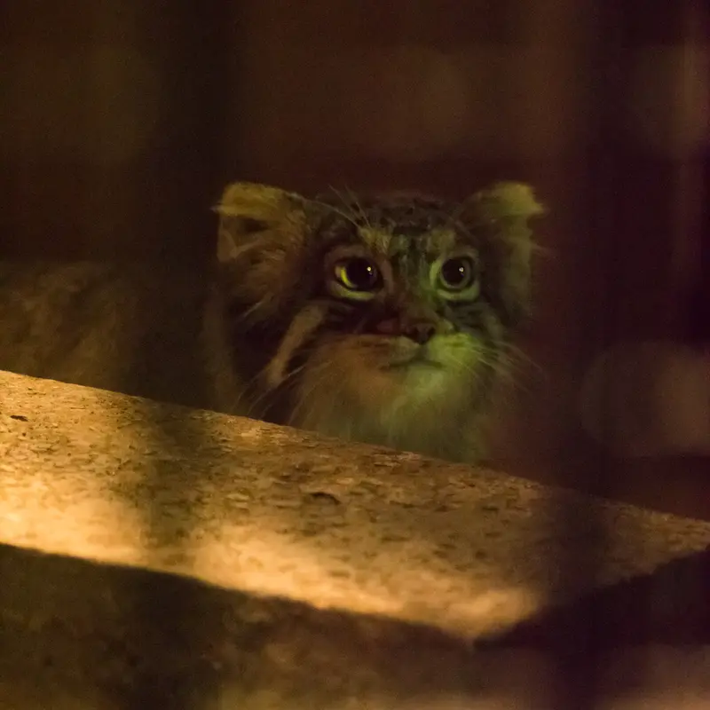 A photograph of Figa in Nogeyama Zoo