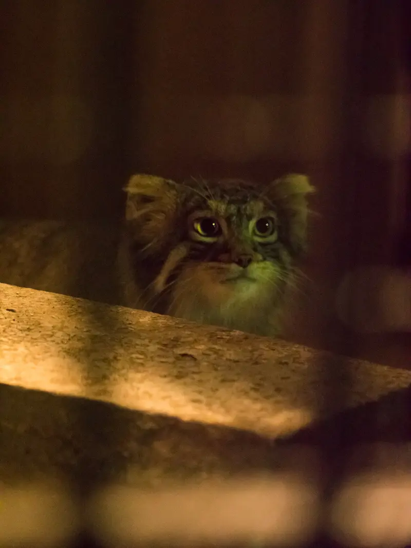 A photograph of Figa in Nogeyama Zoo