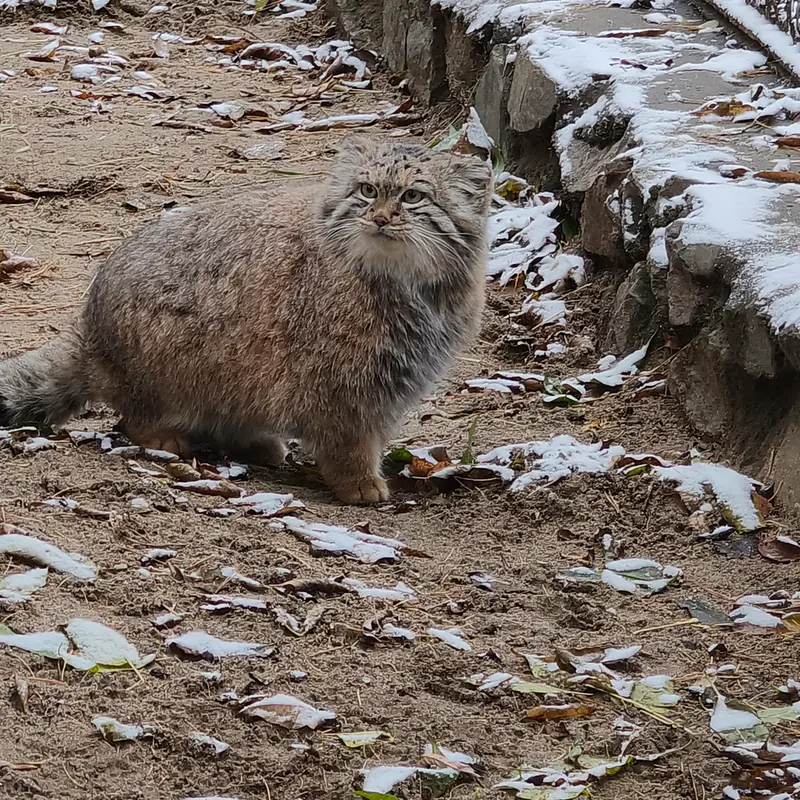 A photograph of Snezhana in Novosibirsk Zoo