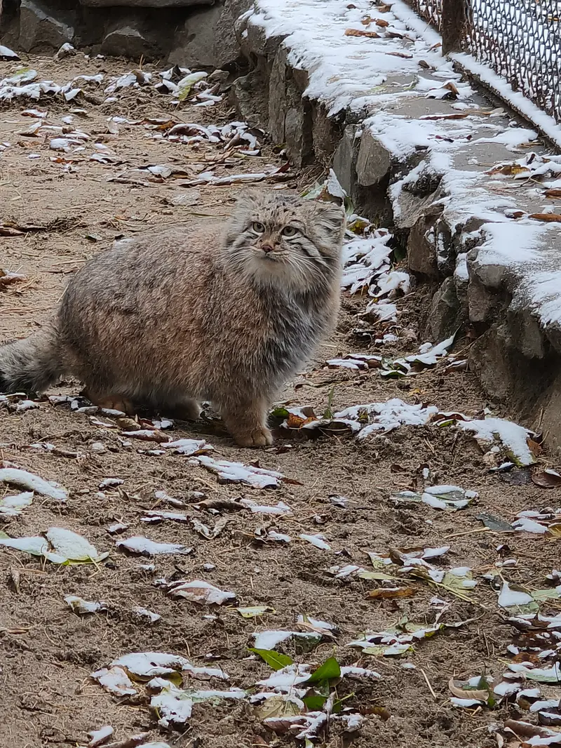 A photograph of Snezhana in Novosibirsk Zoo