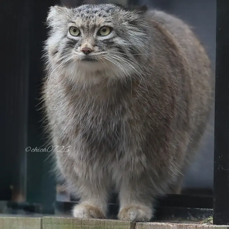 A photograph of Oliva in Saitama Children's Zoo