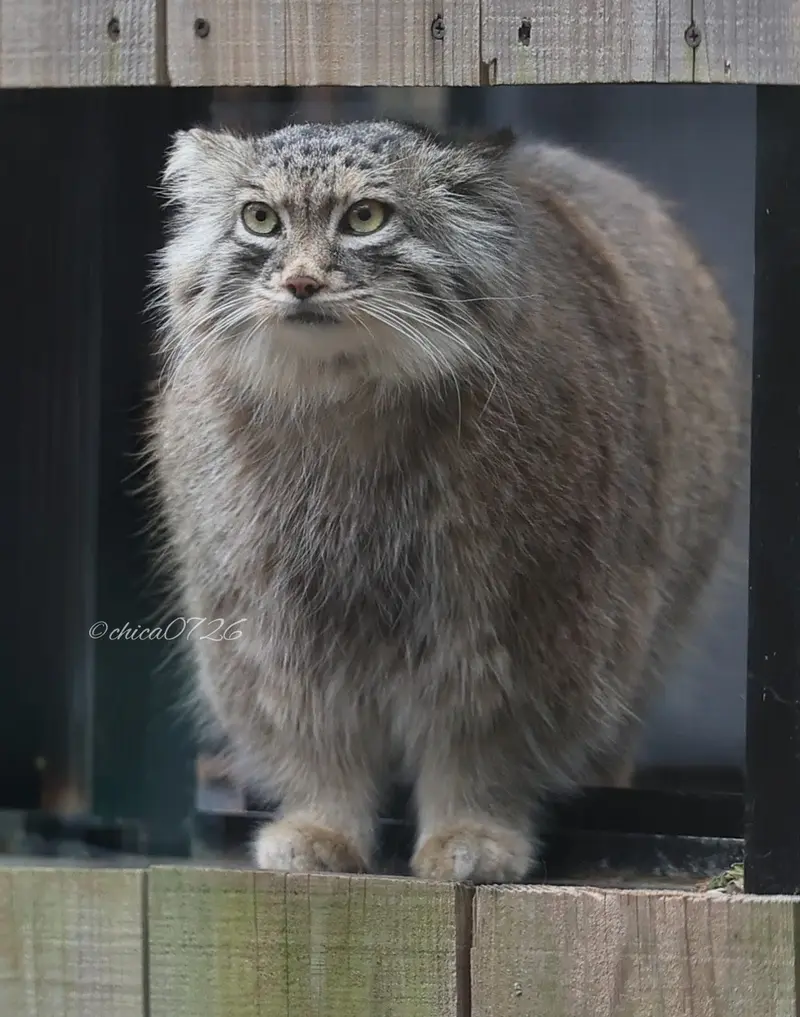 A photograph of Oliva in Saitama Children's Zoo