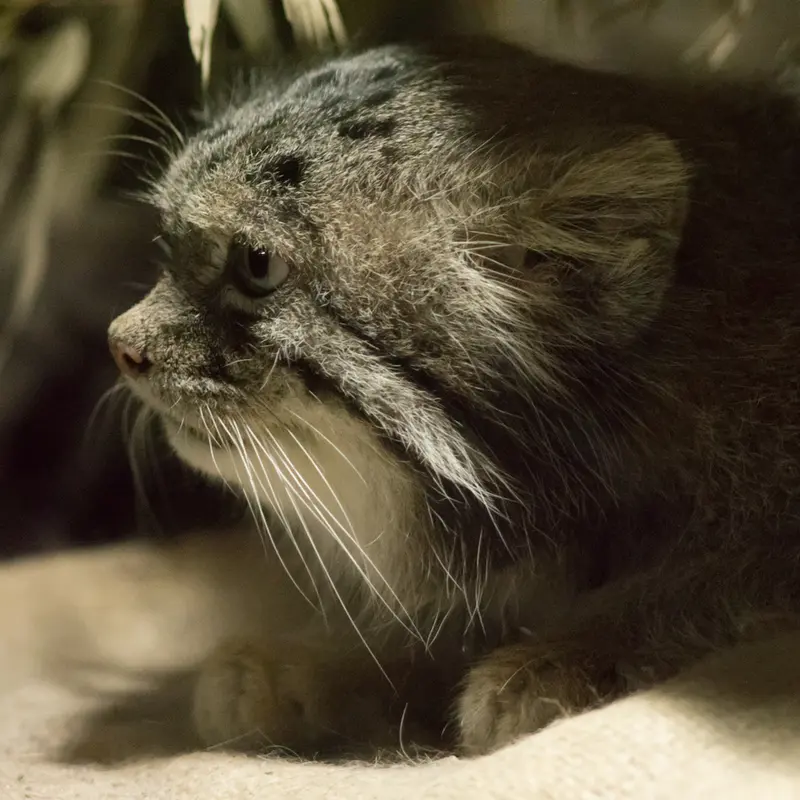 A photograph of Klyon in Ueno Zoological Gardens
