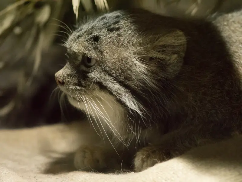 A photograph of Klyon in Ueno Zoological Gardens