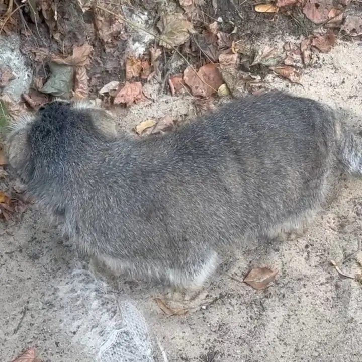 A photograph of Bozenka in Poznan New Zoo