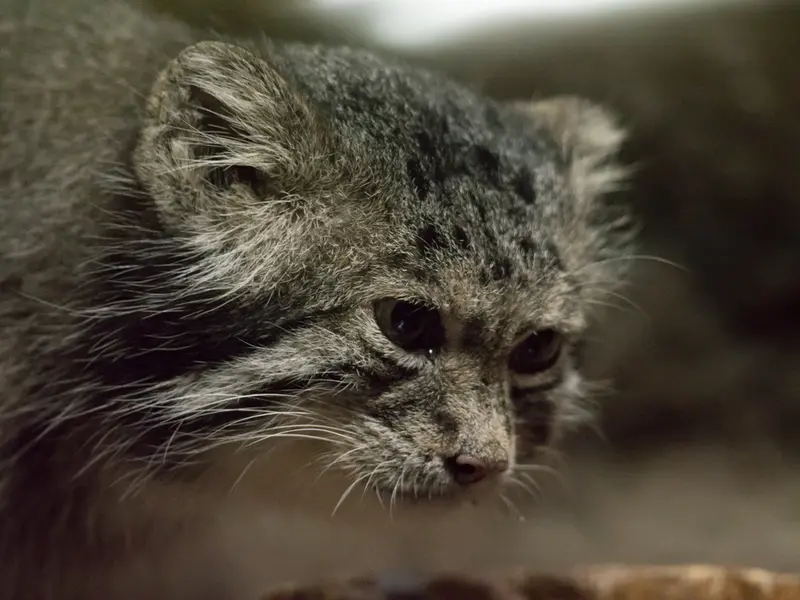 A photograph of Klyon in Ueno Zoological Gardens