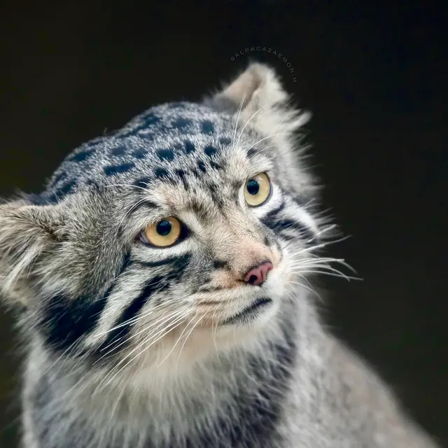A photograph of Nagomu in Kobe Animal Kingdom