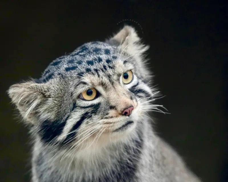 A photograph of Nagomu in Kobe Animal Kingdom