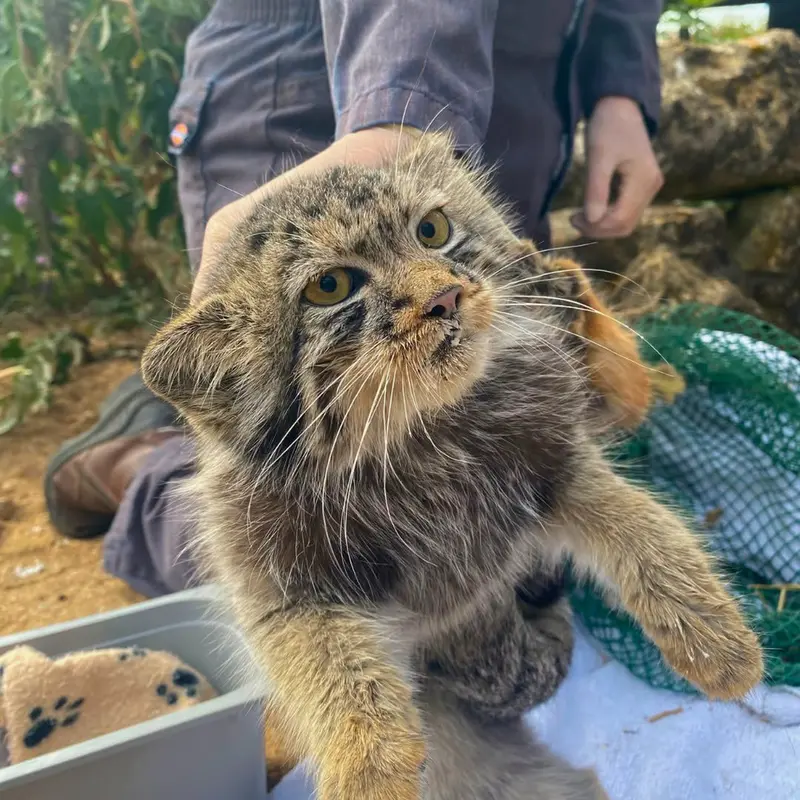 A photograph of a Pallas's cat
