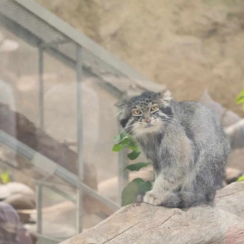A photograph of Nar in Kobe Animal Kingdom