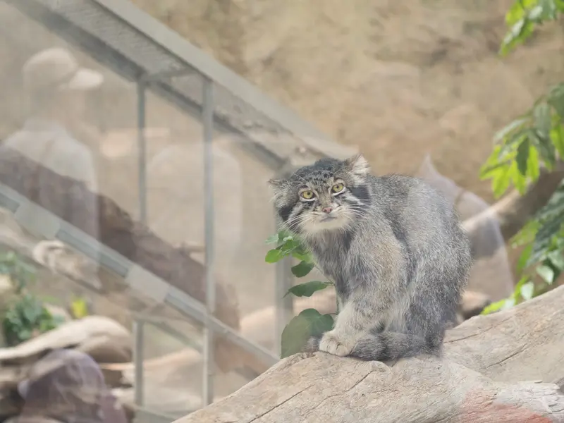 A photograph of Nar in Kobe Animal Kingdom