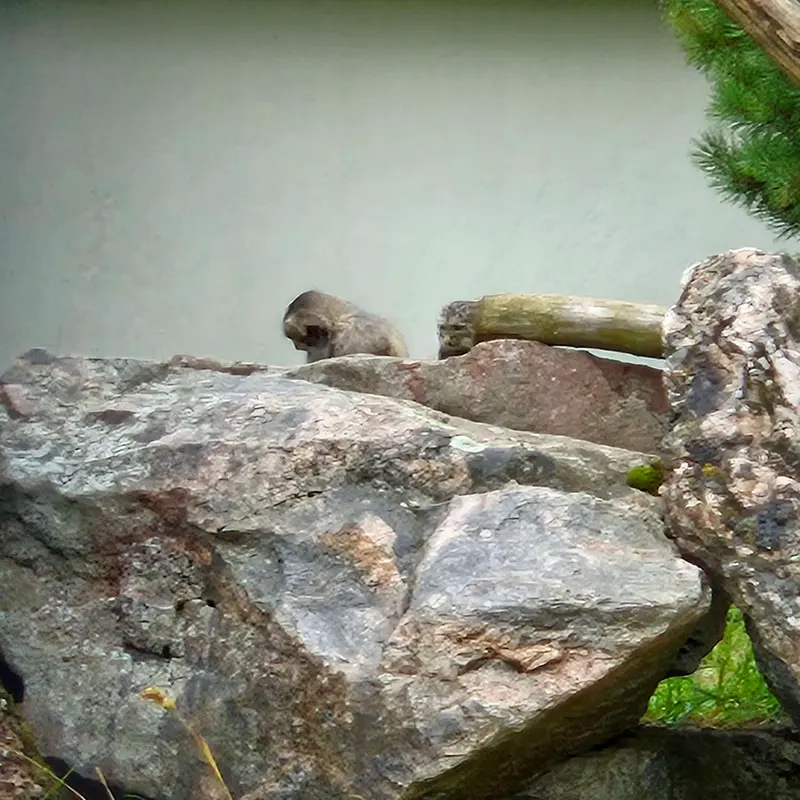 A photograph of Sten and Saimi in Korkeasaari Zoo