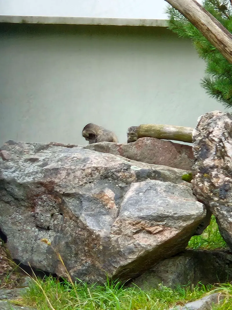 A photograph of Sten and Saimi in Korkeasaari Zoo