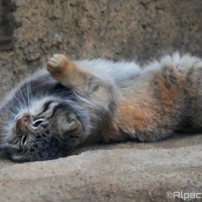 A photograph of Az in Kobe Animal Kingdom