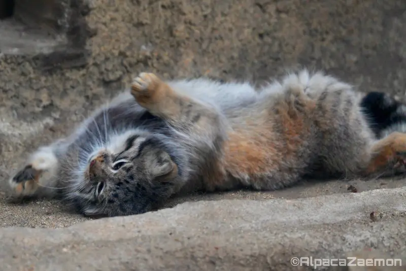 A photograph of Az in Kobe Animal Kingdom