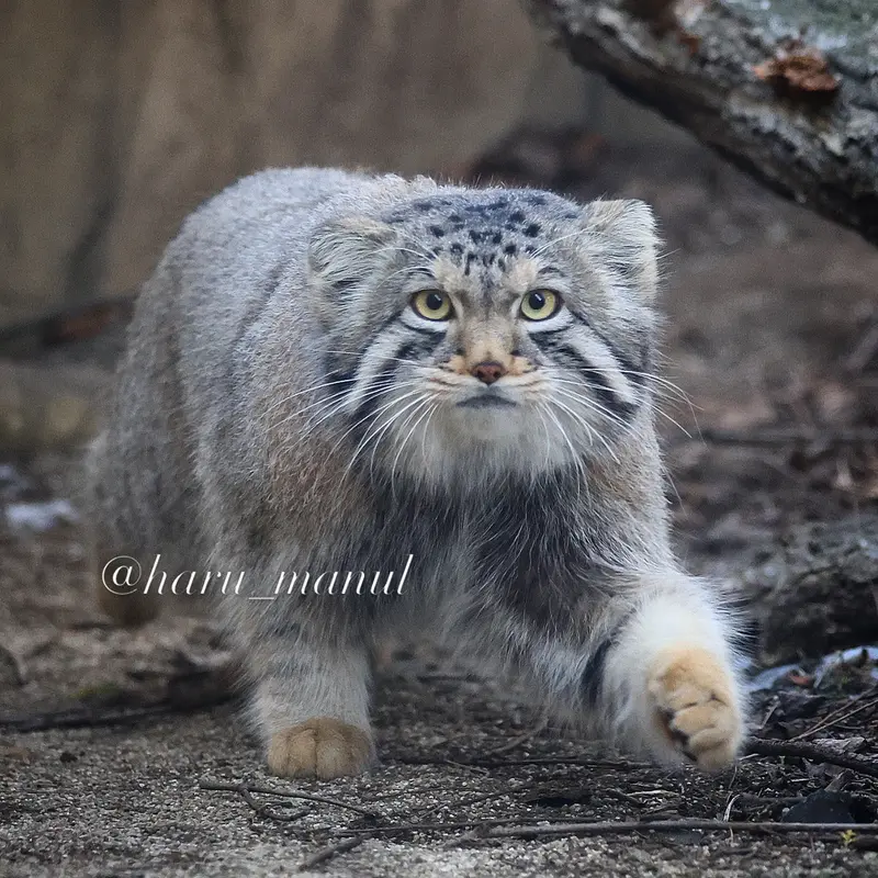 A photograph of Nagomu in Nasu Animal Kingdom