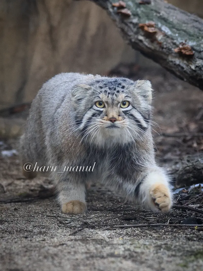 A photograph of Nagomu in Nasu Animal Kingdom